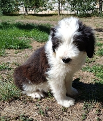 Štěně Bearded kolie - Albus